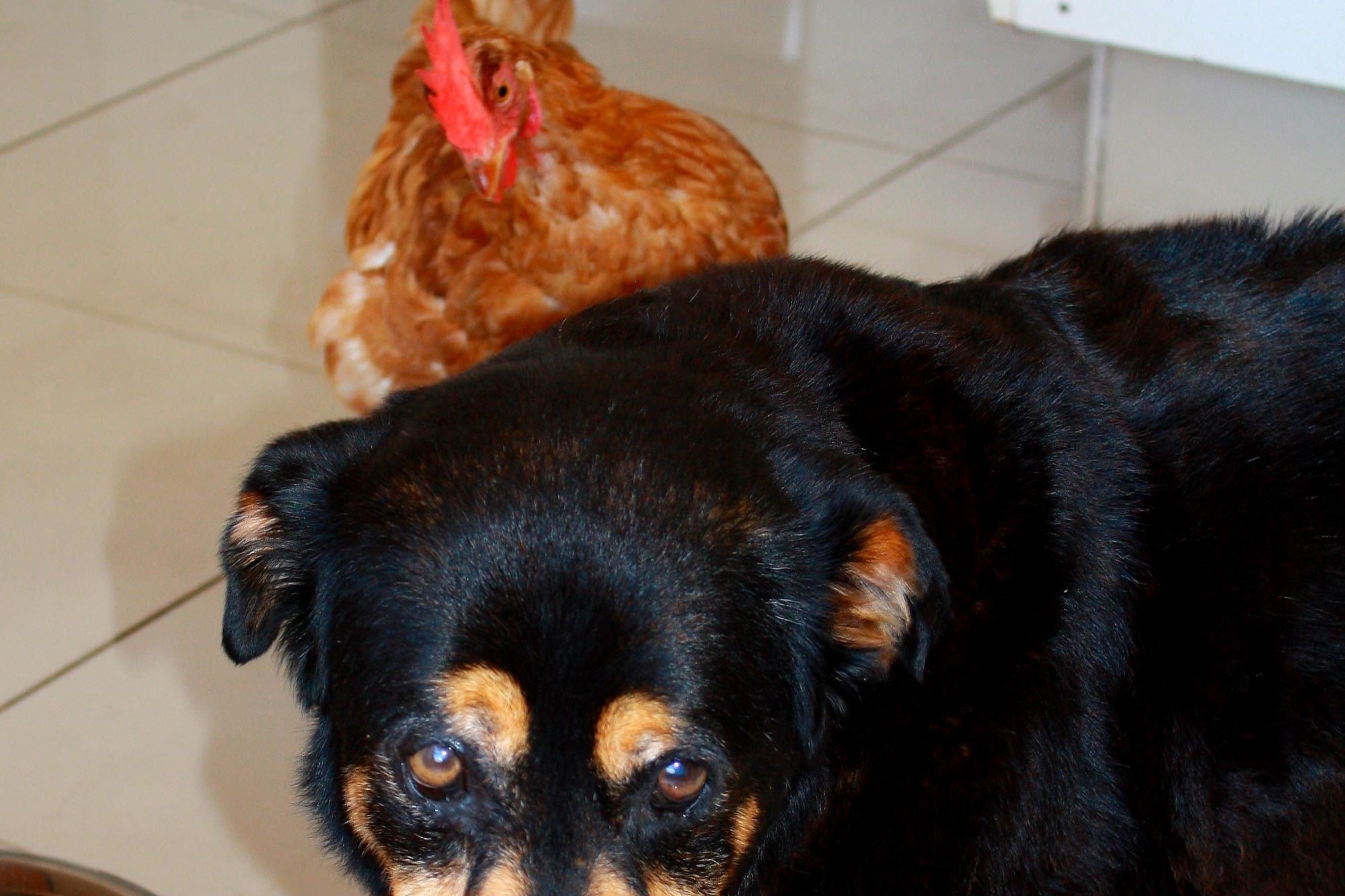 Legal Responsibility: What to Do If My Dog Killed a Chicken?